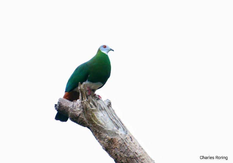 White-bellied Imperial Pigeon