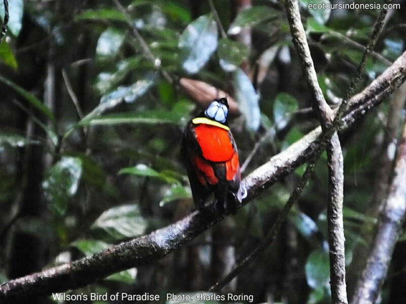 Wilson's Bird of Paradise (Cicinnurus respublica) in Waigeo island of Raja Ampat regency