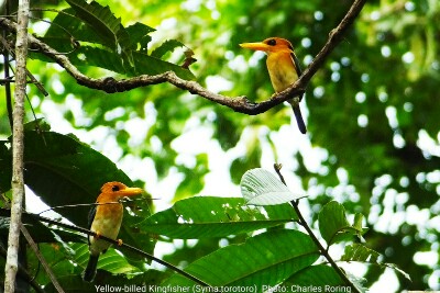 Yellow-billed Kingfisher (Syma torotoro)