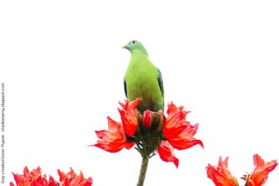 Grey-cheeked Green Pigeon