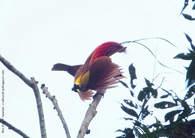 Male Red Bird of Paradise