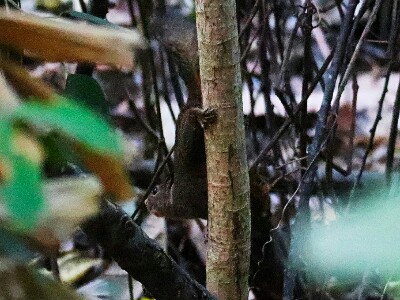 squirrel in Kotamobagu regency