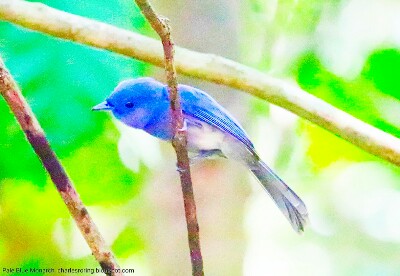 Pale Blue Monarch in Tambun forest of North Celebes