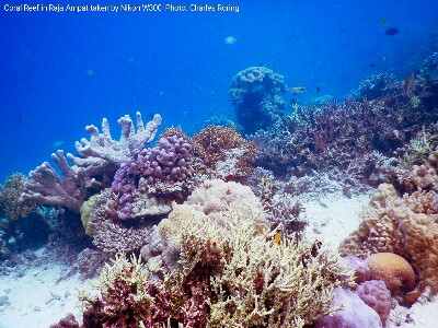Marine Life in Waigeo Island of Raja Ampat