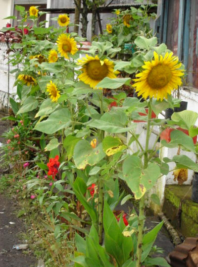 Sunflower at a roadside in tomohon town of North Sulawesi province - Indonesia