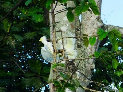 Sulphur-crested Cockatoo or locally called Kakaktua Putih in Eastern region of Indonesia.