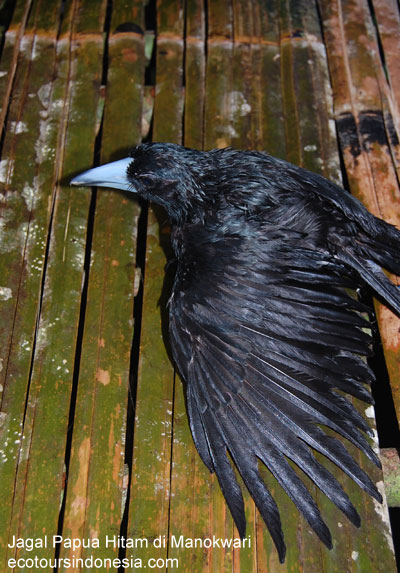 Burung Jagal Papua Hitam Black Butcherbird (Cracticus quoyi)