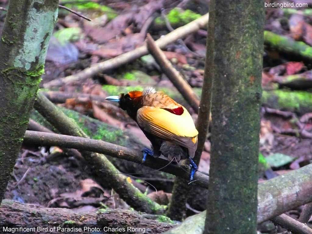 burung surga di Pegunungan Arfak, Manokwari.