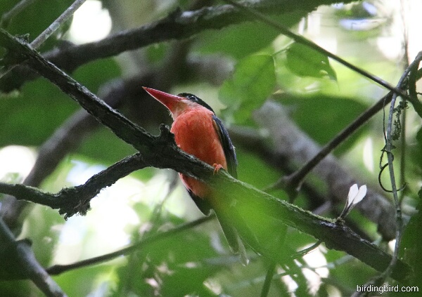 Red-breasted Paradise Kingfisher (Tanysiptera nympha) which in Indonesia is called Cekakak Pita Bidadari