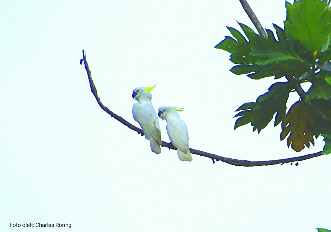 Burung kakaktua putih Papua