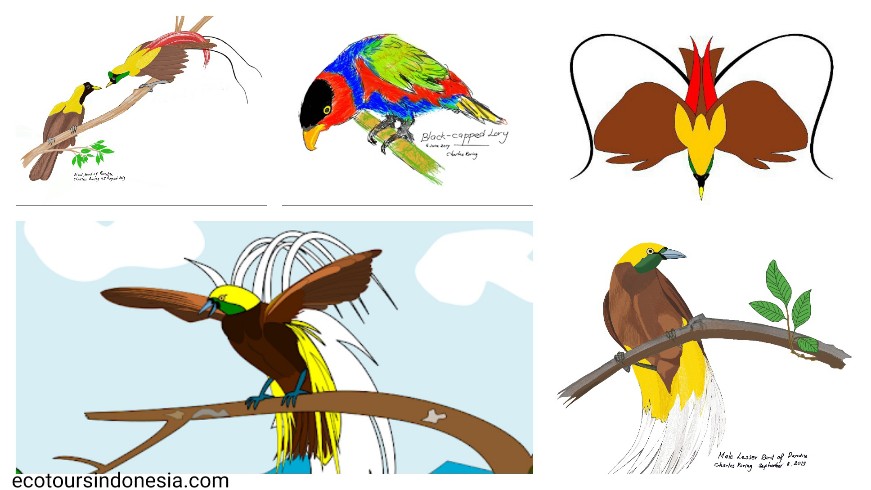 digital drawing of birds from rainforest of West Papua