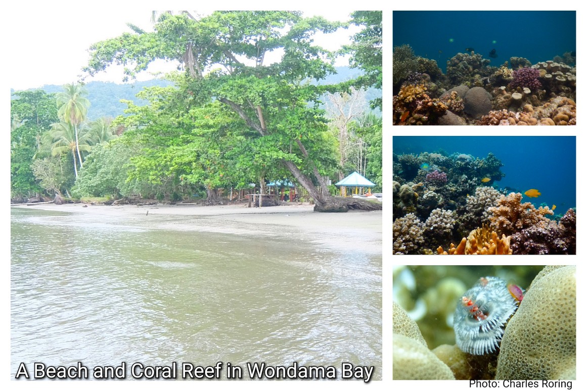Ketapang Lima Beach and coral reef