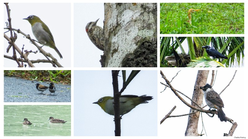 birds of Sulawesi
