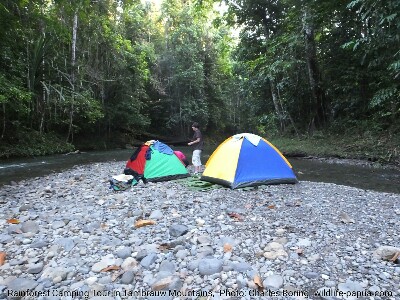 Rainforest Camping tour in Tambrauw mountains with French ladies