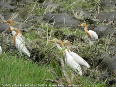 Cattle Egret Bird