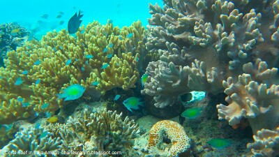 Coral Reef Environment in Waigeo island of Raja Ampat