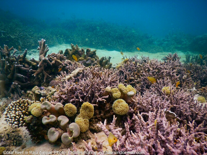 Coral reef in Waigeo island of Raja Ampat