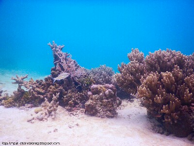 Underwater picture of coral reef