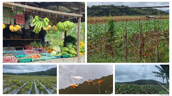 Farm tour in Indonesia Agricultural produce and farmland in Minahasa of North Sulawesi, Indonesia
