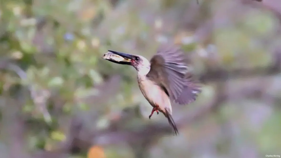 bird photo tour in Indonesia>
<p>The pictures of the above kingfishers were taken in Minahasa Peninsula from Tangkoko Nature Reserve to Mount Mahawu and Sonder's farm forest. As a matter of fact, there are a lot of species of birds which birdwatchers or photographers can see if they travel to the region. In higher elevation forest, we could find Sulawesi Blue Flycatcher, Citrine Canary Flycatcher, Sulawesi Myzomela, Warbling White-eye, Crimson-crowned Flowerpecker, Turquoise Flycatcher, Yellow-billed Malkoha, and etc.</br>
For lowland and hill forest areas of Minahasa Peninsula, Knobbed Hornbill, Sulawesi Dwarf Hornbill, Minahasa Racquet-tail,White-necked Myna, Ashy Woodpecker, and etc.</p>
<p>If you want us to organize your birding tour in Indonesia and guide you during the trip, please, contact me (Charles Roring) by email to: peace4wp@gmail.com or by whatsapp to: +6281332245180.</p>
</article>
<aside><ul>
<li><a href= Great-billed Kingfisher in Naun River near Tangkoko National Park