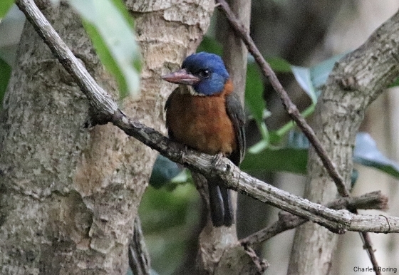 birding indonesia. Green-backed Kingfisher in Tangkoko National Park
