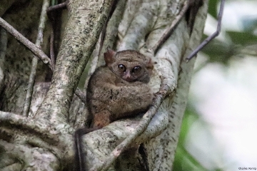 tarsius tangkoko