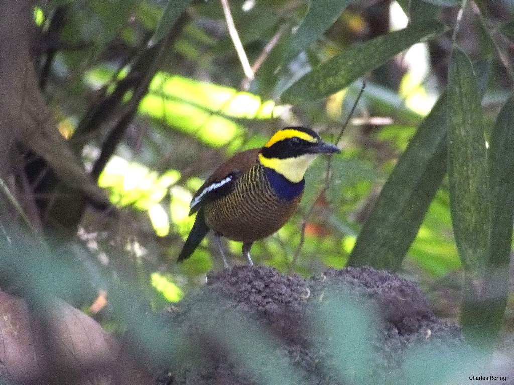 javan-banded pitta in West Bali