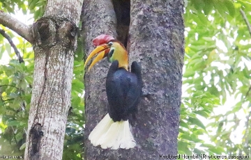 Birdwatching and wildlife photography tour in Minahasa peninsula. Knobbed Hornbill in Tangkoko National Park of North Sulawesi province of the Republic of Indonesia