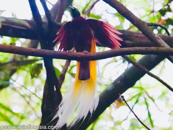 a male lesser bird of paradise was performing his courtship dance to attract his female counterpart.