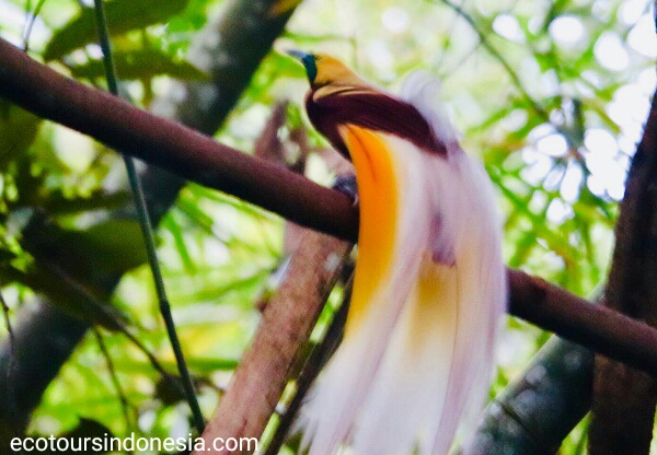 Paradise bird in Susnguakti forest of Manokwari