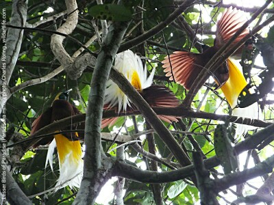 Lesser Birds of Paradise in the raonforest of West Papua province of Indonesia