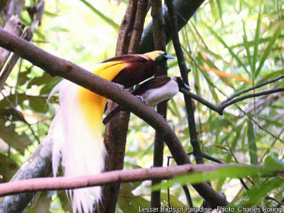 Male and Female Lesser Birds of Paradise