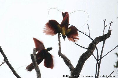 Male Red Birds of Paradise dancing