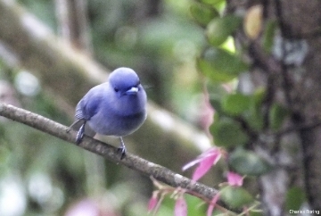 Pale Blue Monarch (Hypothymis puella) in Sonder town of Minahasa highland