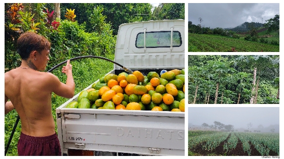 farm tour in Minahasa regency of Indonesia Farmer in Talawaan village of North Minahasa was washing papaya fruits before sending them to local market.