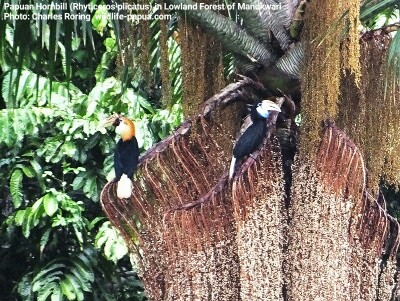 Blyth's hornbill (Rhyticeros plicatus)