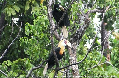 Papuan Blyth's Hornbill (Rhyticeros plicatus)