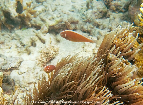 Pink Anemonefish