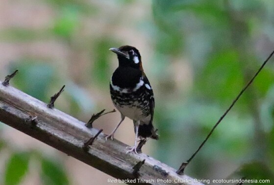 Red-backed Thrush (Geokichla erythronota) bird from Minahasa of North Sulawesi