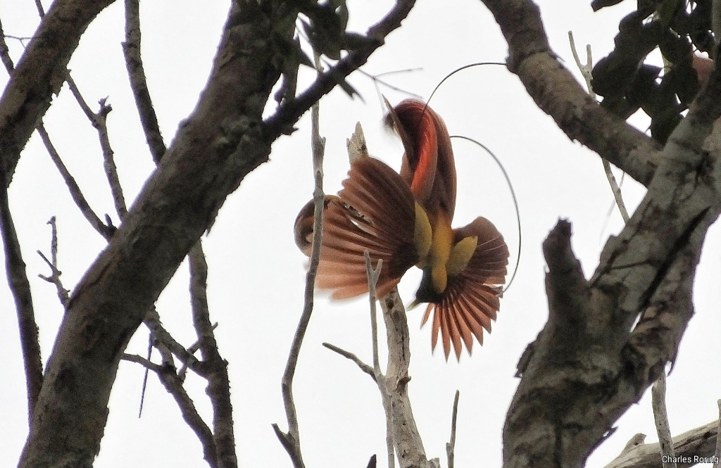 Red Bird of Paradise (Paradisaea rubra)