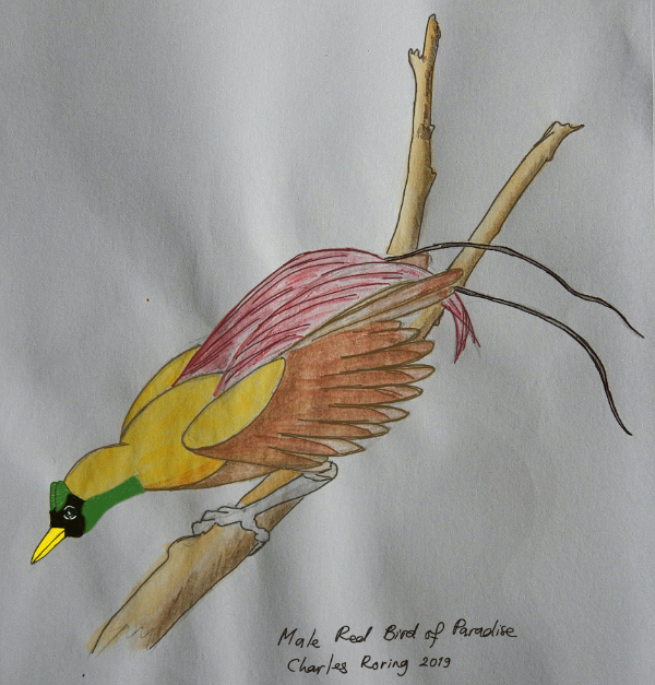 watercolor sketch of Red Bird of Paradise