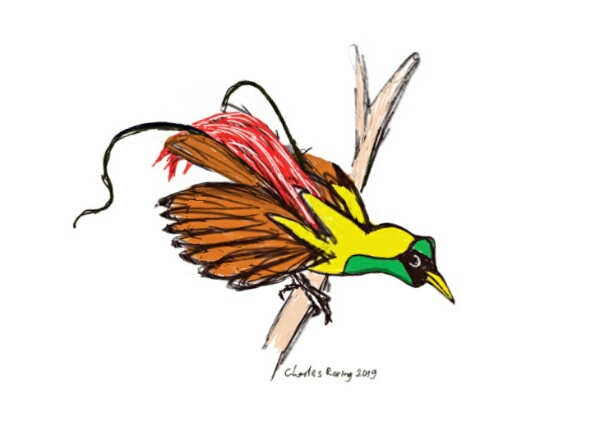 rough sketch of Red Bird of Paradise