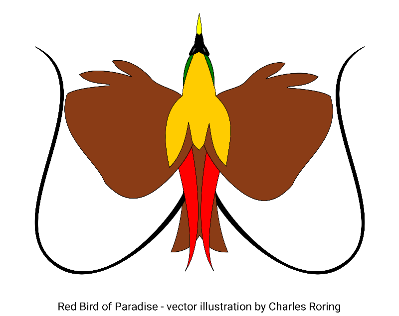 vector drawing of paradise bird from Raja Ampat islands