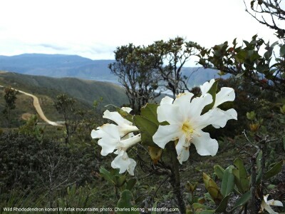 bunga rhododendron di puncak gunung Arfak, Manokwari