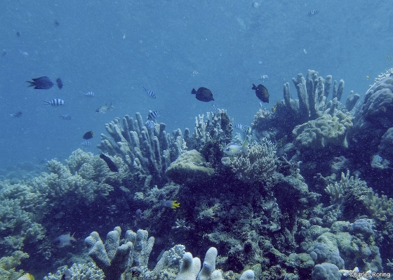 Coral reef and tropical fish in Waigeo
