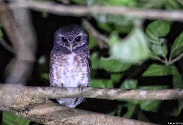 Community-based Tourism in Indonesia Speckled Boobook in Tangkoko National Park
