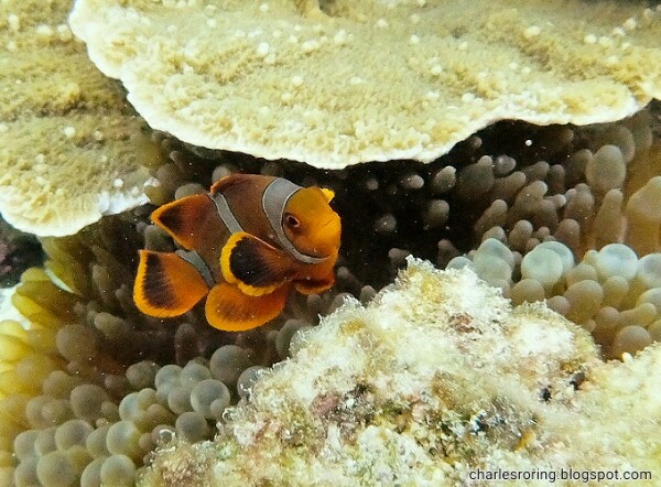 Spine Cheeked Anemonefish