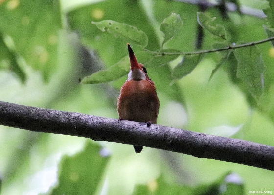 birds of sulawesi Sulawesi Dwarf Kingfisher in Tangkoko National Park