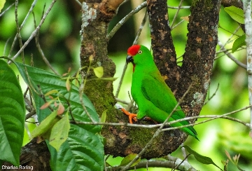 Sulawesi Hanging Parrot (Loriculus stigmatus) in Rambunan village of Minahasa highland
