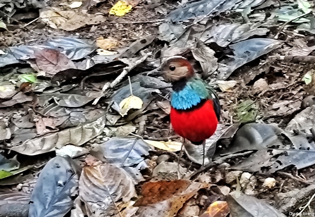 Sulawesi Pitta (Erythropitta celebensis)